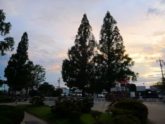 四反田公園メタセコイア