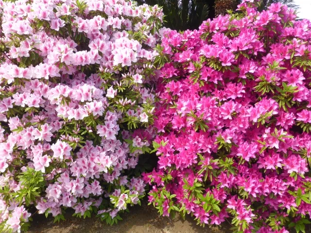 浅野公園つつじ