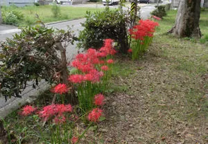 弁天公園の曼珠沙華