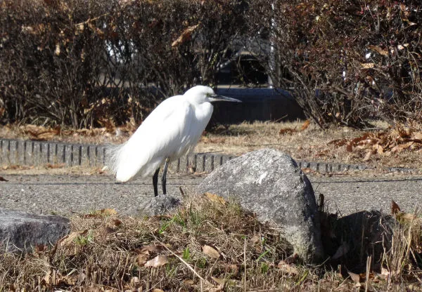 東公園鶏の滑り台