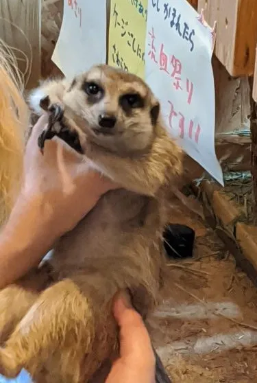 アニマルカフェ不可思議