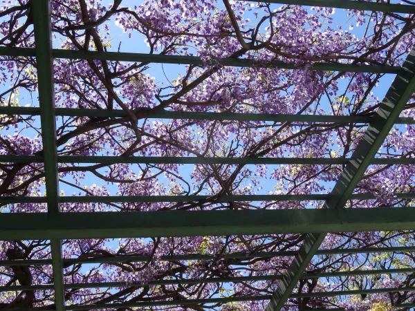 森本中央公園藤棚