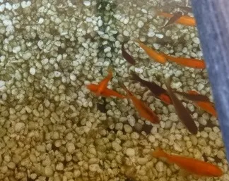 珈琲屋　OLIVE（オリーブ）写真